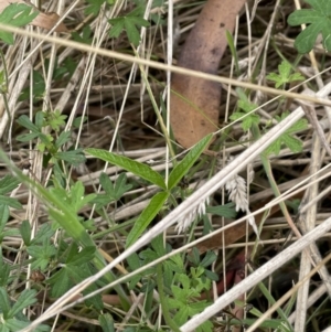 Cullen microcephalum at Rendezvous Creek, ACT - 17 Mar 2022