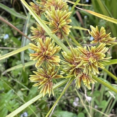 Cyperus eragrostis (Umbrella Sedge) at Booth, ACT - 17 Mar 2022 by JaneR