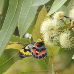 Delias harpalyce (Imperial Jezebel) at ANBG - 16 Mar 2022 by HelenCross