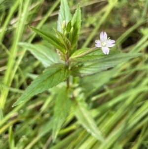 Epilobium sp. at Booth, ACT - 17 Mar 2022