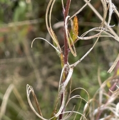 Epilobium sp. at Booth, ACT - 17 Mar 2022