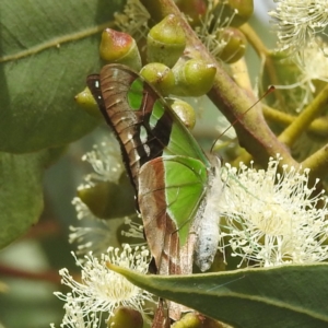 Graphium macleayanum at Acton, ACT - 17 Mar 2022 01:55 PM