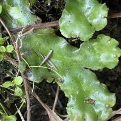 Marchantia sp. (genus) (A Liverwort) at Namadgi National Park - 17 Mar 2022 by JaneR