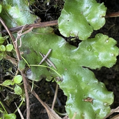 Marchantia sp. (genus) (A Liverwort) at Booth, ACT - 17 Mar 2022 by JaneR