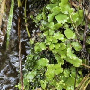 Marchantia sp. (genus) at Booth, ACT - 17 Mar 2022 03:23 PM