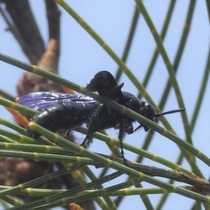 Austroscolia soror at Acton, ACT - 17 Mar 2022 01:57 PM