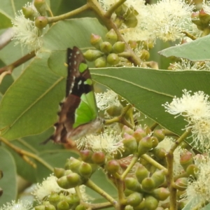 Graphium macleayanum at Acton, ACT - 17 Mar 2022