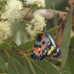 Delias harpalyce (Imperial Jezebel) at ANBG - 17 Mar 2022 by HelenCross