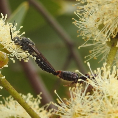 Tiphiidae (family) (Unidentified Smooth flower wasp) at Acton, ACT - 17 Mar 2022 by HelenCross
