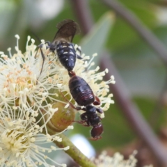 Tiphiidae (family) at Acton, ACT - 17 Mar 2022 04:24 PM