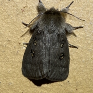 Leptocneria reducta at Jerrabomberra, NSW - suppressed