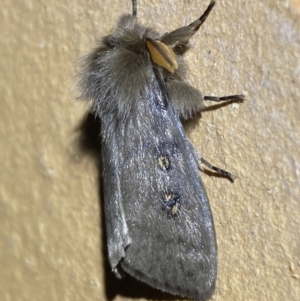 Leptocneria reducta at Jerrabomberra, NSW - suppressed