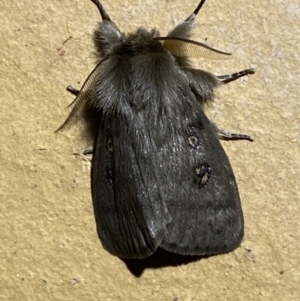 Leptocneria reducta at Jerrabomberra, NSW - suppressed