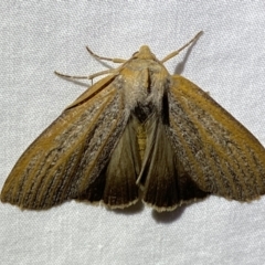 Paralaea porphyrinaria (Chestnut Vein Crest Moth) at Jerrabomberra, NSW - 17 Mar 2022 by SteveBorkowskis