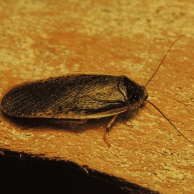 Calolampra sp. (genus) (Bark cockroach) at Pine Island to Point Hut - 7 Dec 2021 by michaelb