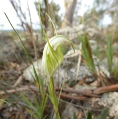 Diplodium reflexum (Dainty Greenhood) at Boro - 15 Mar 2022 by Paul4K