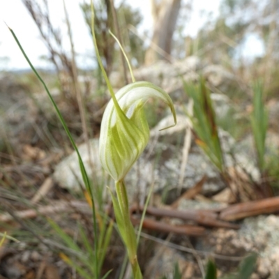 Diplodium reflexum (Dainty Greenhood) at Boro, NSW - 15 Mar 2022 by Paul4K