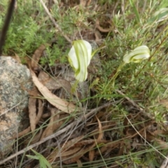 Diplodium reflexum at Boro, NSW - 15 Mar 2022