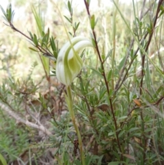 Diplodium reflexum at Boro, NSW - suppressed