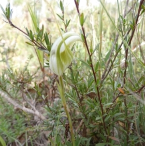 Diplodium reflexum at Boro, NSW - suppressed