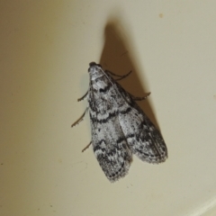 Heteromicta pachytera (Galleriinae subfamily moth) at Conder, ACT - 21 Dec 2021 by MichaelBedingfield