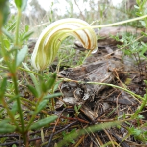 Diplodium truncatum at Boro, NSW - suppressed