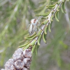 Opisthoncus abnormis (Long-legged Jumper) at Boro, NSW - 16 Mar 2022 by Paul4K