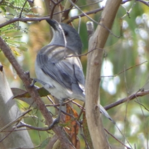 Colluricincla harmonica at Boro, NSW - suppressed