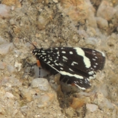 Periscepta polysticta (Spotted Day Moth) at Paddys River, ACT - 30 Nov 2021 by MichaelBedingfield