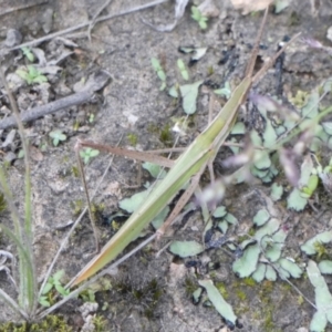 Acrida conica at Boro, NSW - 16 Mar 2022