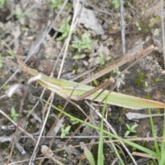 Acrida conica at Boro, NSW - 16 Mar 2022