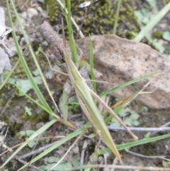 Acrida conica at Boro, NSW - suppressed