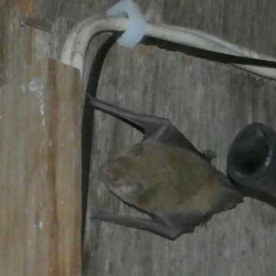 Vespertilionidae (family) (A microbat) at Boro, NSW - 17 Mar 2022 by Paul4K