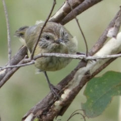 Acanthiza lineata (Striated Thornbill) at Boro - 17 Mar 2022 by Paul4K