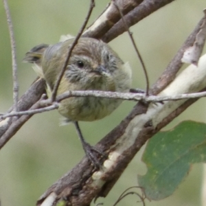 Acanthiza lineata at Boro, NSW - 17 Mar 2022