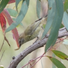 Acanthiza lineata at Boro, NSW - 17 Mar 2022