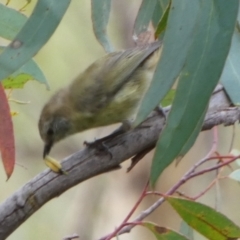 Acanthiza lineata at Boro, NSW - 17 Mar 2022