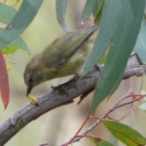 Acanthiza lineata at Boro, NSW - 17 Mar 2022