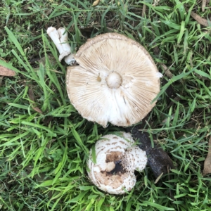 Chlorophyllum sp. at Hughes, ACT - 17 Mar 2022 04:33 PM