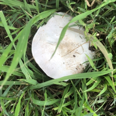 Agaricus sp. (Agaricus) at GG105 - 17 Mar 2022 by ruthkerruish