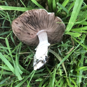 Agaricus sp. at Hughes, ACT - 17 Mar 2022