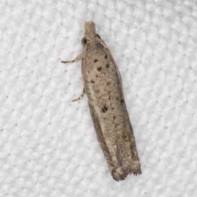 Bactra (genus) (an Olethreutine moth) at Melba, ACT - 16 Jan 2022 by kasiaaus
