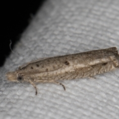 Bactra (genus) at Melba, ACT - 16 Jan 2022