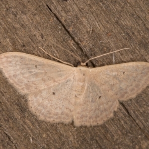 Scopula optivata at Melba, ACT - 16 Jan 2022