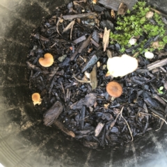 Unidentified Cap on a stem; gills below cap [mushrooms or mushroom-like] at GG105 - 14 Mar 2022 by ruthkerruish