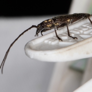 Strongylurus ceresioides at Melba, ACT - 16 Jan 2022