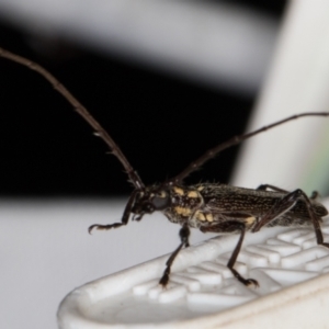 Strongylurus ceresioides at Melba, ACT - 16 Jan 2022