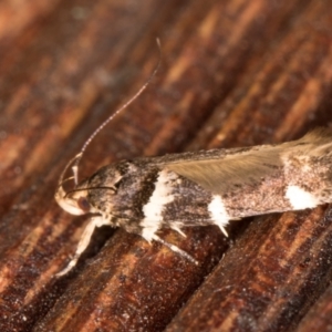 Macrobathra ceraunobola at Melba, ACT - 16 Jan 2022