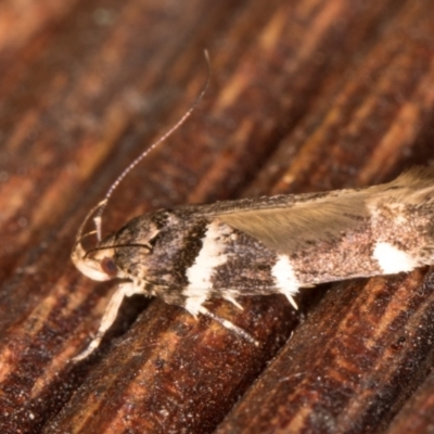 Macrobathra ceraunobola (a cosmet moth) at Melba, ACT - 16 Jan 2022 by kasiaaus