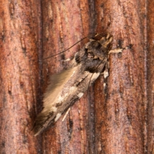 Macrobathra ceraunobola at Melba, ACT - 16 Jan 2022